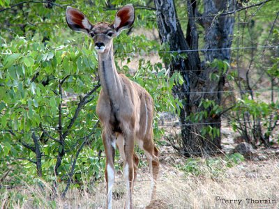 Greater Kudu doe 1 - Near Twefylfontein.jpg