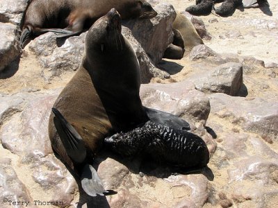 Cape Fur Seal mother suckling baby 1 - Cape Cross.jpg