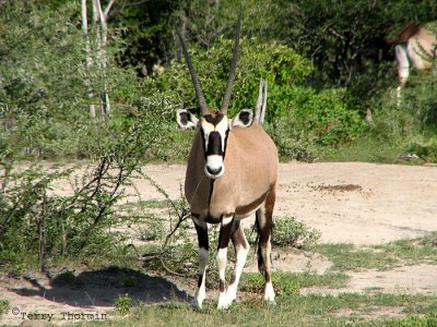 Southern Oryx 1 - Namutoni Etosha N.P.jpg