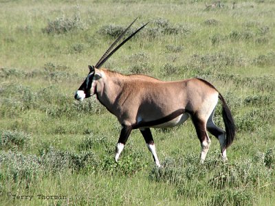 Southern Oryx 14 - Namutoni Etosha N.P.jpg