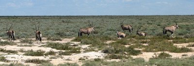 Southern Oryx herd 1 - Road from Namutoni to Okaukuejo Etosha N.P.jpg