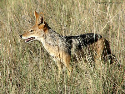 Black-backed Jackal 1 - Namutoni Etosha N. P.jpg