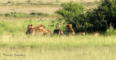 Spotted Hyaenas and Black-backed Jackals at kill 2 - Namutoni Etosha N.P.jpg