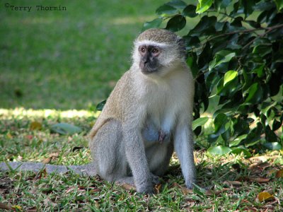 Vervet Monkey 1 - Livingstone Waterfront.jpg