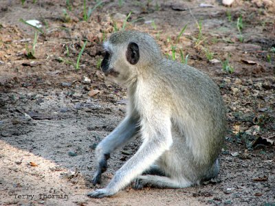Vervet Monkey 2 - Livingstone Waterfront.jpg