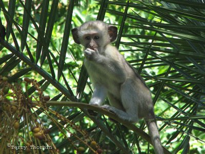 Vervet Monkey juvenile 14 - Livingstone Waterfront.jpg