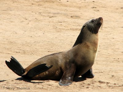 Cape Fur Seal 1 - Cape Cross.jpg