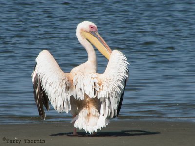 Great White Pelican 1a - Walvis Bay.jpg