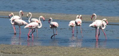 Greater Flamingos 2a - Walvis Bay.jpg