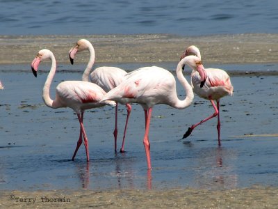 Greater Flamingos 5a - Walvis bay.jpg