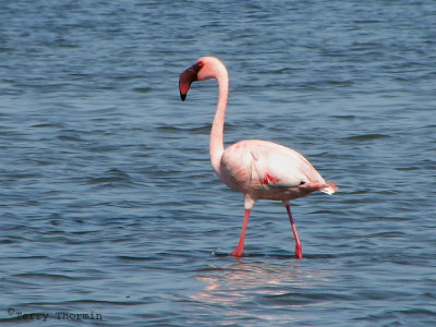 Lesser Flamingo 1a - Swakopmund.jpg