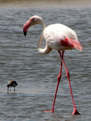 Greater Flamingo 2a - Walvis Bay.jpg