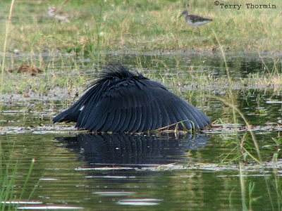 Black Egret hunting 2a - Chobe N.P.jpg
