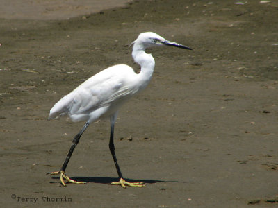 Little Egret 1a - Walvis Bay.jpg