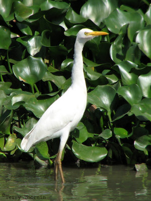 Yellow-billed Egret 1b - Livingstone Lagoons.jpg