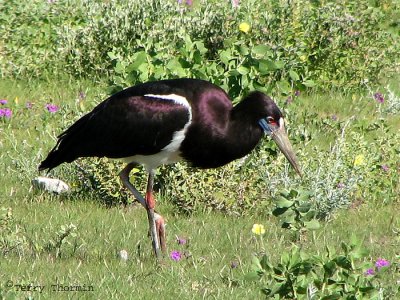 Abdim's Stork 2a - Namutoni Etosh N.P.jpg