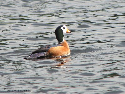 African Pygmy Goose 1a - Chobe N.P.jpg