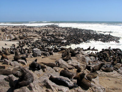 Cape Fur Seal colony 1 - Cape Cross.jpg