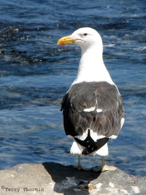 Kelp Gull 6a - Walvis Bay.jpg
