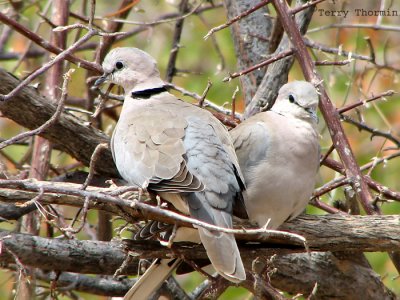 Ring-necked Doves 1a - Petrified Forest.jpg