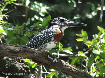 Giant Kingfisher 2 - Livingstone Waterfront.jpg