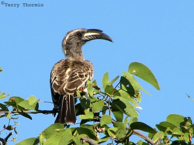 Gray Hornbill 1a - Namutoni Etosh N.P.jpg