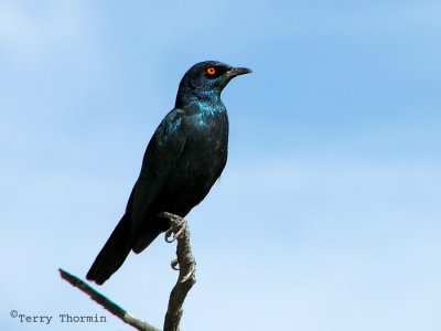 Sharp-tailed Glossy Starling 3a - Okaukuejo Etosha N.P.jpg