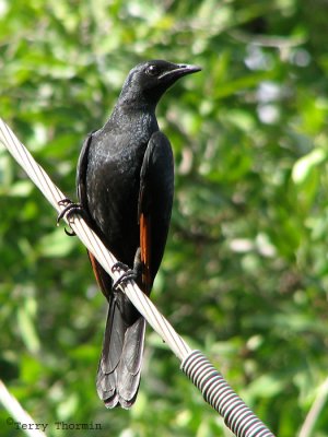 Red-winged Starling 1a - Livingstone Waterfront.jpg