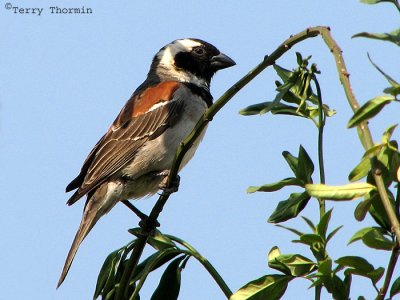 Cape Sparrow 1 - Johannesburg.jpg