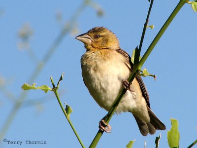 Southern Masked Weaver female 3a - Brandberg.jpg