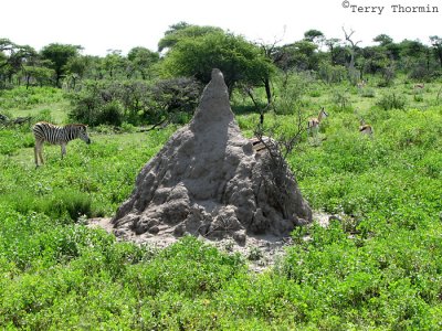 Termite Mound 1 - Namutoni Etosha N.P.JPG
