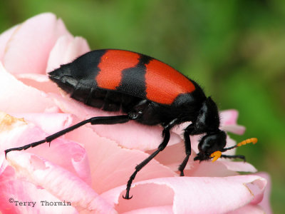 Blister Beetle - Mylabris sp. A1a - Livingstone Waterfront.jpg