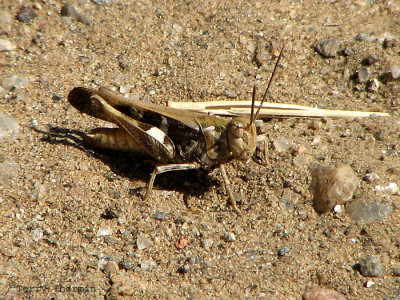 Grasshopper A2A - Windhoek.jpg
