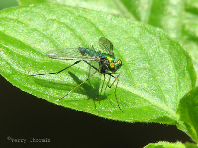 Long-legged Fly A2a - Livingstone Waterfront.jpg