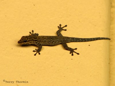 Gecko A2a - Livingstone Waterfront.jpg