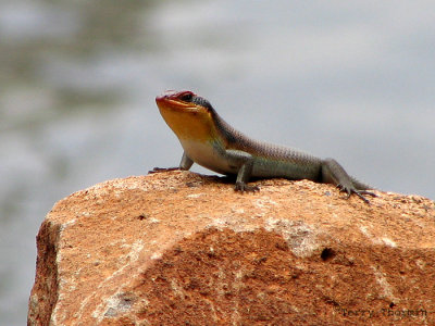 AFRICAN REPTILES AND AMPHIBIANS