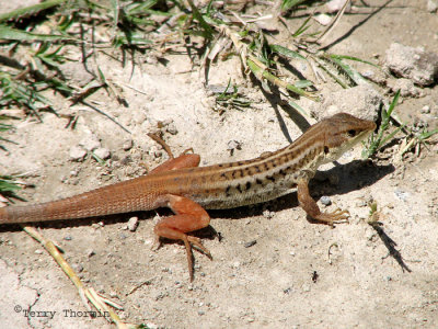Bushveld Lizard D1a - Mayana Village.jpg