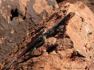 Lizard F1a - Twyfelfontein.jpg