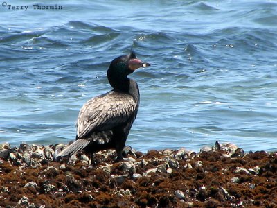 Crowned Cormorant 2a - Swakopmund.jpg