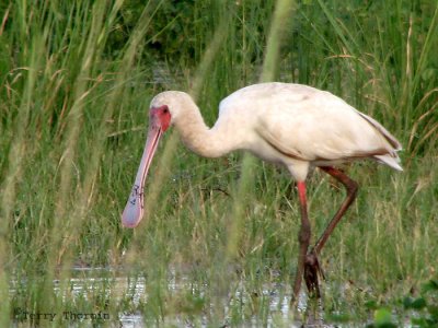 African Spoonbill 1a - Chobe N.P.jpg