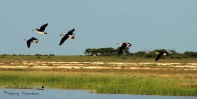 Spur-winged Geese 1a - Namutoni Etosha N.P.jpg