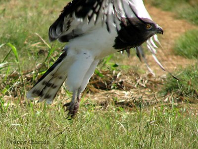 Black-chested Snake Eagle 1a - Livingstone lagoons.jpg