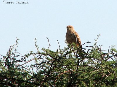 Greater Kestrel 1a - Okaukuejo Etosha N.P.jpg