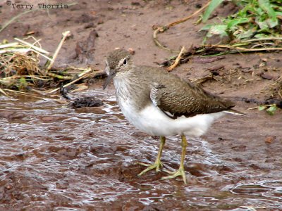 Common Sandpiper 1a - Chobe N.P.jpg