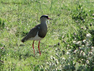 Crowned Plover 1a - Namutoni Etosha N.P.jpg