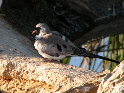 Namaqua Dove 1a - Brandberg.jpg