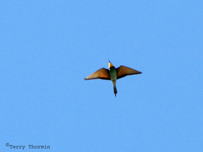European Bee-eater 1a - Windhoek.jpg