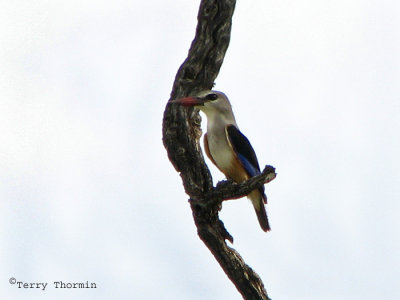 Woodland Kingfisher 2a - Mudumo N.P.jpg