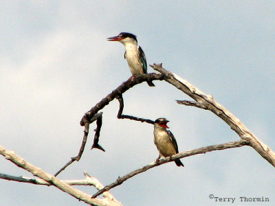 Striped Kingfishers 1a - Mudumo N.P.jpg