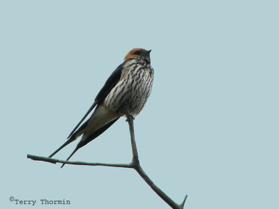 Lesser Striped Swallow 1a - Mudumo N.P.jpg